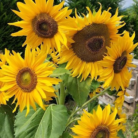 I Girasoli Sanzeno Buitenkant foto