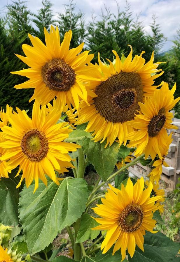 I Girasoli Sanzeno Buitenkant foto