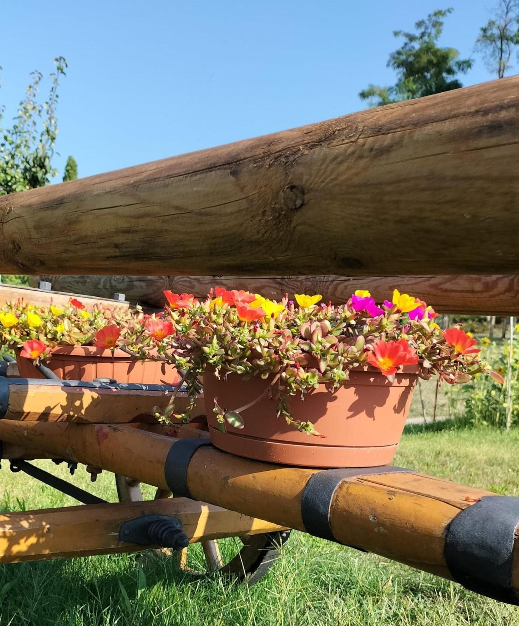 I Girasoli Sanzeno Buitenkant foto