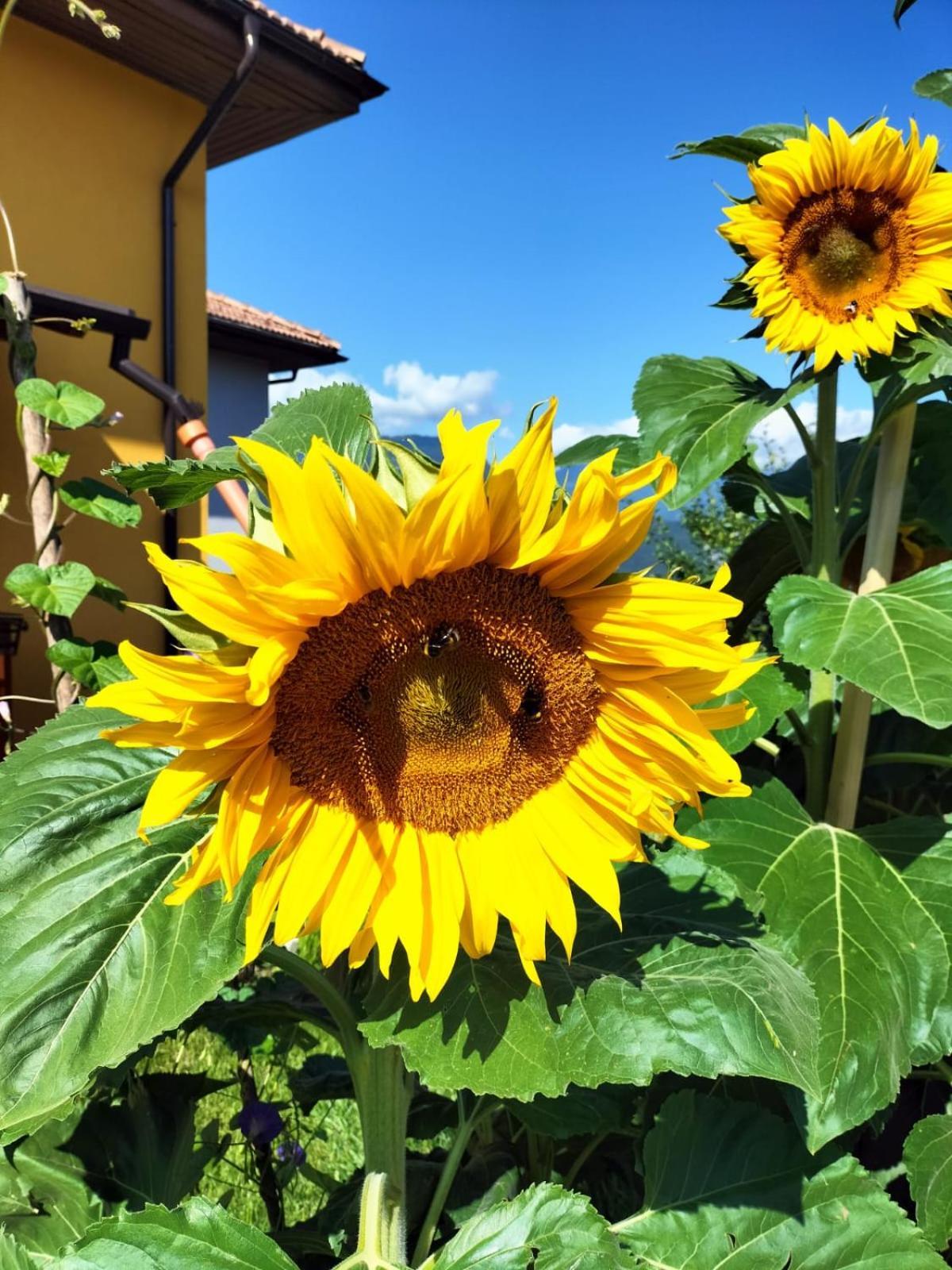 I Girasoli Sanzeno Buitenkant foto