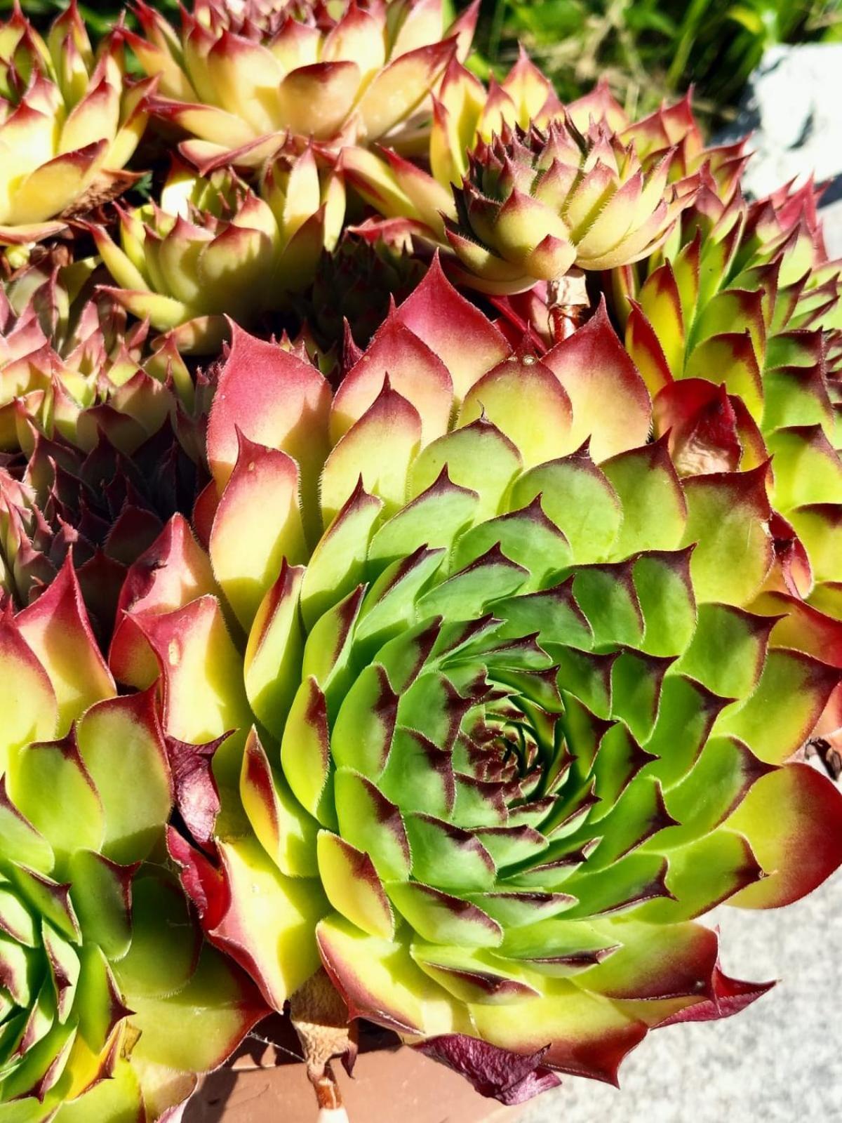 I Girasoli Sanzeno Buitenkant foto