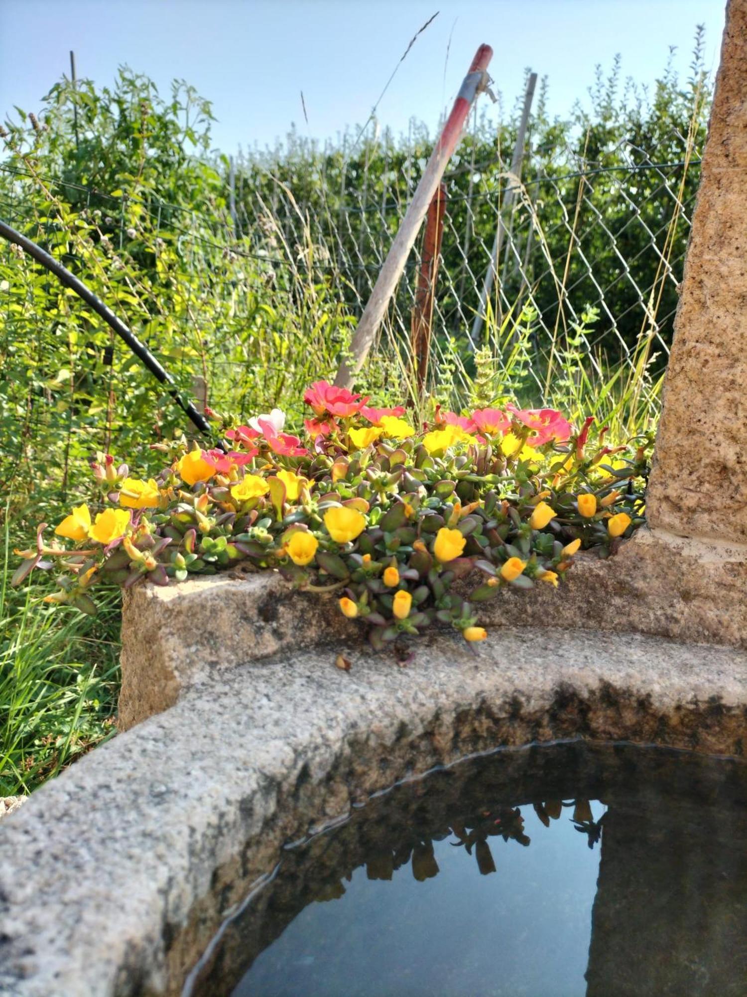 I Girasoli Sanzeno Buitenkant foto